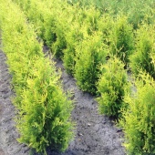 Thuja occidentalis 'Golden Brabant' (2)